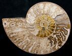 Beautiful Choffaticeras Ammonite - Half #8732-2